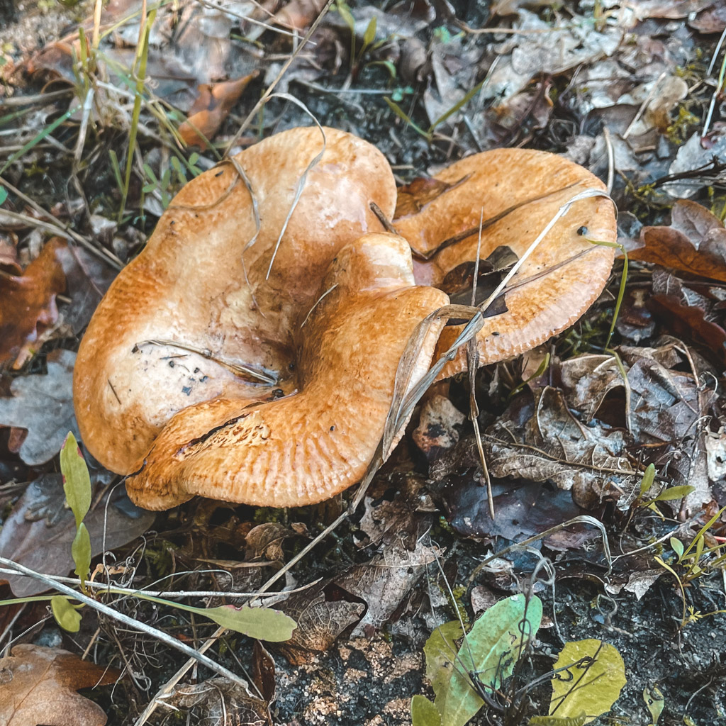 unknown Mushrooms